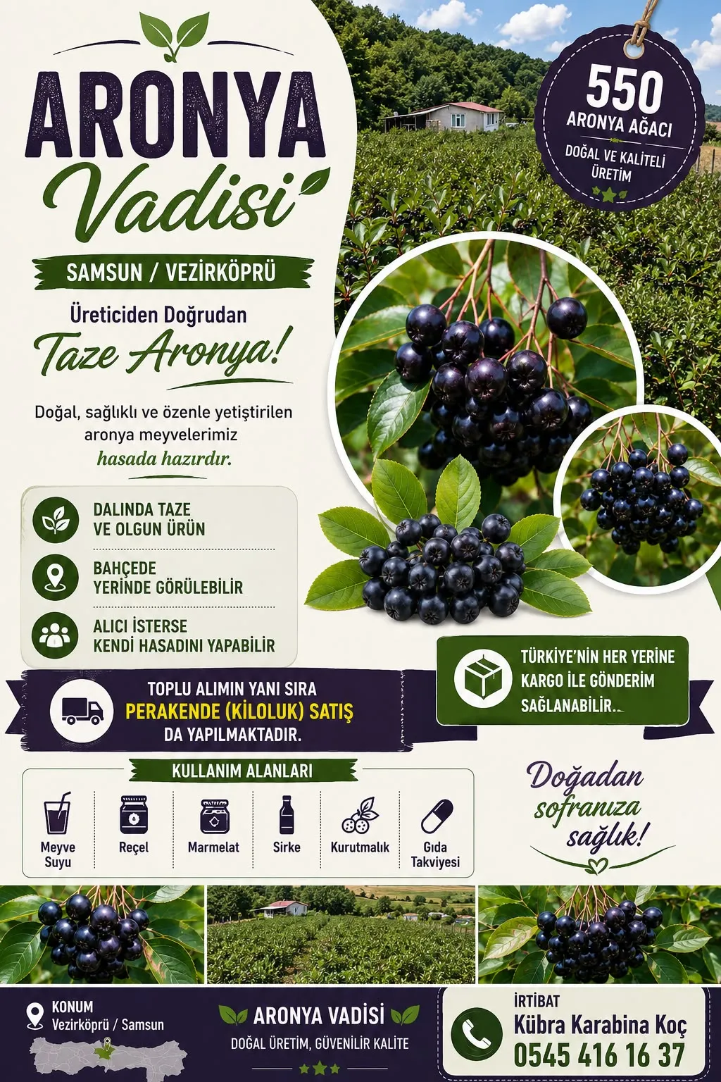 Samsun Vezirk&ouml;pr&uuml;&rsquo;de Aronya Hasadı Başladı: &Uuml;reticiden Doğrudan Satış