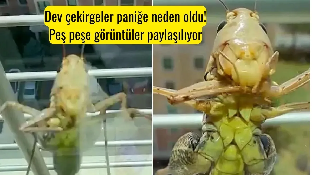 Dev çekirgeler paniğe neden oldu!